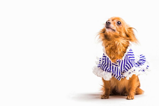 Ritratto del piccolo cane sveglio sopra il contesto bianco