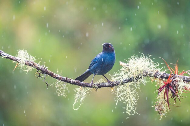 Ritratto del primo piano di un uccello esotico blu appollaiato su un ramo di un albero in una foresta in una giornata piovosa