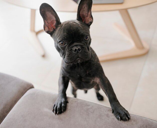 Ritratto di adorabile cagnolino