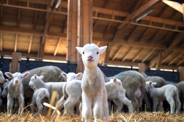 Ritratto di agnello adorabile fissando la parte anteriore nella stalla del bestiame