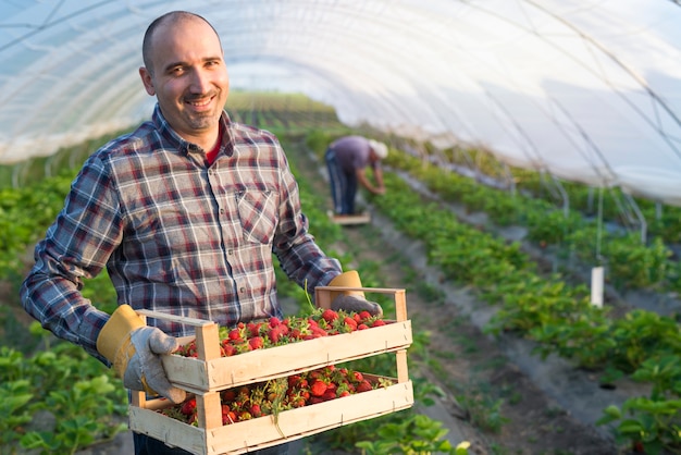 Ritratto di agricoltore che tiene la cassa piena di fragole frutta in serra