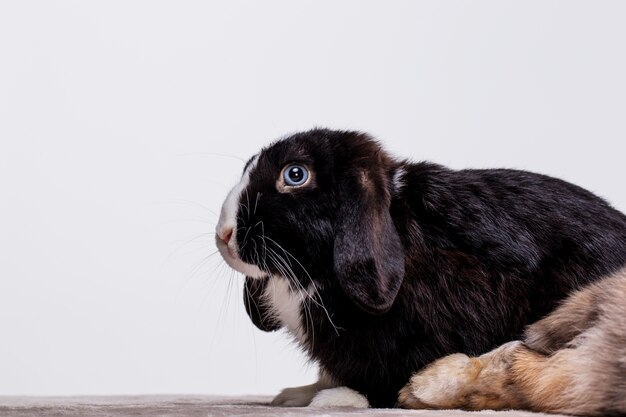 Ritratto di animale domestico coniglio lanuginoso