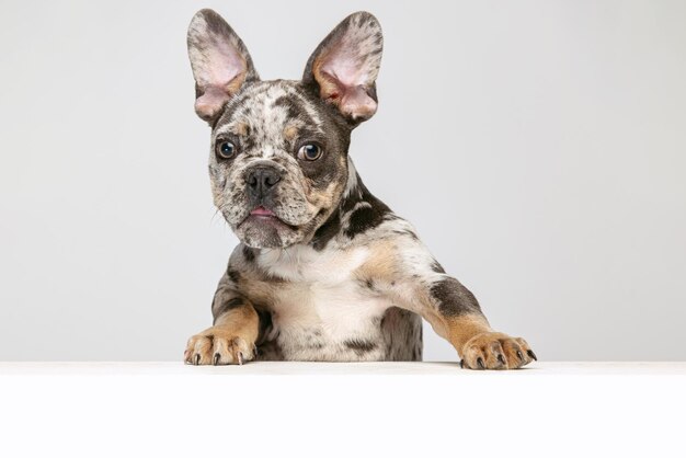 Ritratto di bel cane di razza Bulldog francese cucciolo in posa guardando la fotocamera isolata su sfondo grigio studio