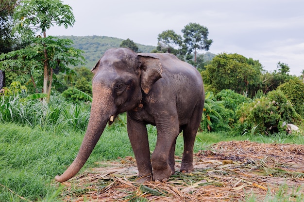 Ritratto di beuatiful thai elefante asiatico si trova sul campo verde Elefante con zanne tagliate tagliate