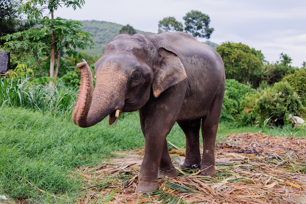 Ritratto di beuatiful thai elefante asiatico si trova sul campo verde Elefante con zanne tagliate tagliate