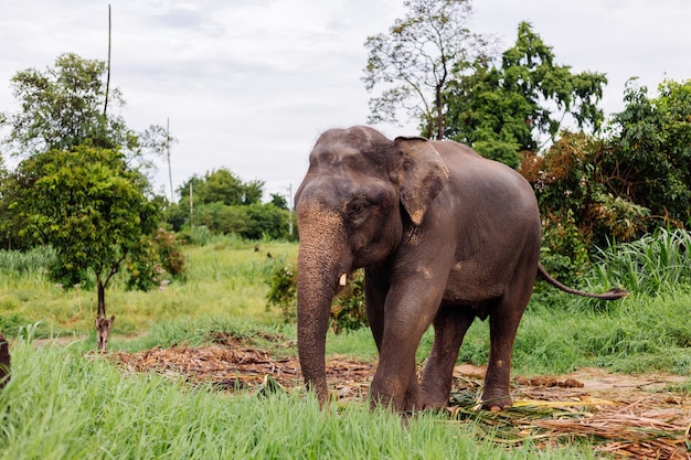 Ritratto di beuatiful thai elefante asiatico si trova sul campo verde Elefante con zanne tagliate tagliate