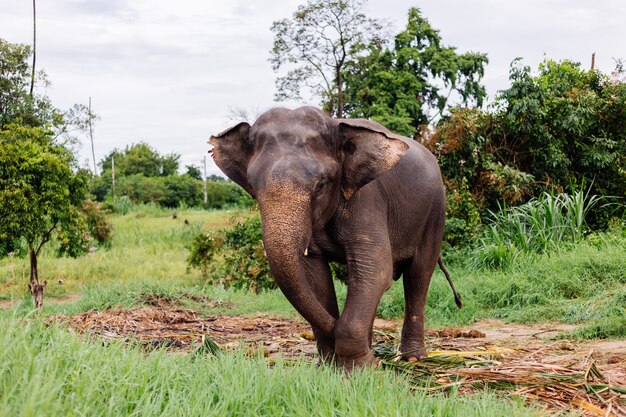 Ritratto di beuatiful thai elefante asiatico si trova sul campo verde Elefante con zanne tagliate tagliate