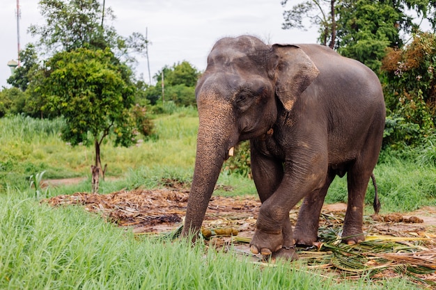 Ritratto di beuatiful thai elefante asiatico si trova sul campo verde Elefante con zanne tagliate tagliate