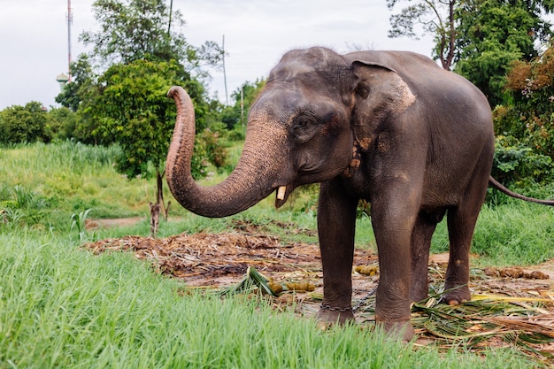 Ritratto di beuatiful thai elefante asiatico si trova sul campo verde Elefante con zanne tagliate tagliate