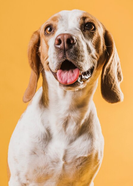 Ritratto di cane adorabile che osserva in su