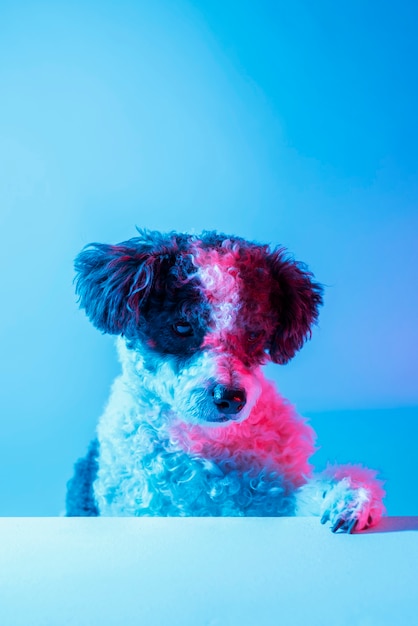 Ritratto di cane bichon frise con illuminazione a gradiente