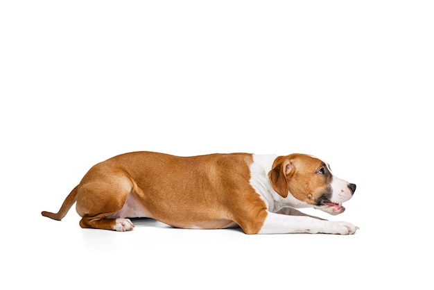 Ritratto di cane carino tranquillamente sdraiato sul pavimento in posa isolato su sfondo bianco per studio