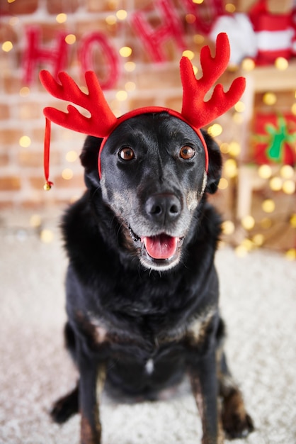 Ritratto di cane con corna di renna