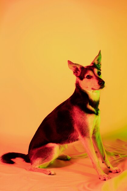 Ritratto di cane kelpie australiano con illuminazione a gradiente