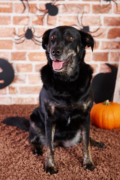 Ritratto di cane nero che osserva in su