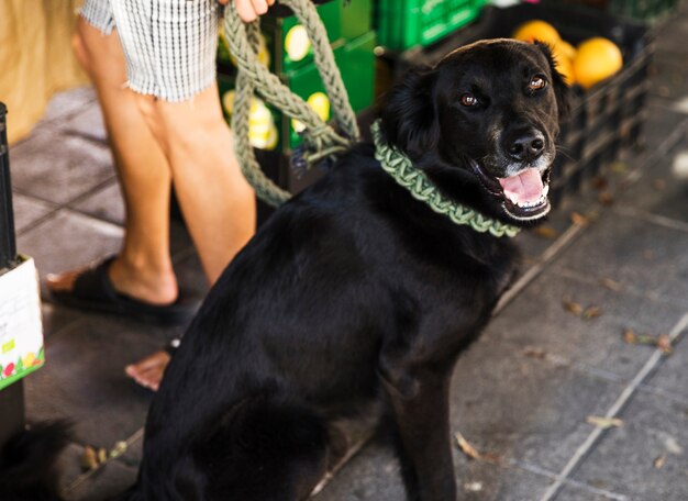 Ritratto di cane nero con la bocca aperta e guardando la fotocamera nel mercato