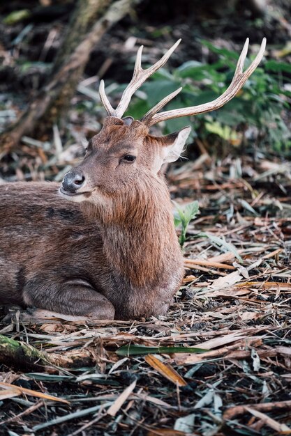 ritratto di cervo nel giardino zoologico