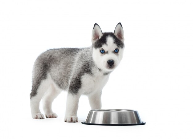 Ritratto di cucciolo portato e carino di cane husky siberiano in piedi vicino a piatto d'argento con acqua o cibo. Piccolo cane divertente con gli occhi azzurri, pelliccia grigia e nera. .