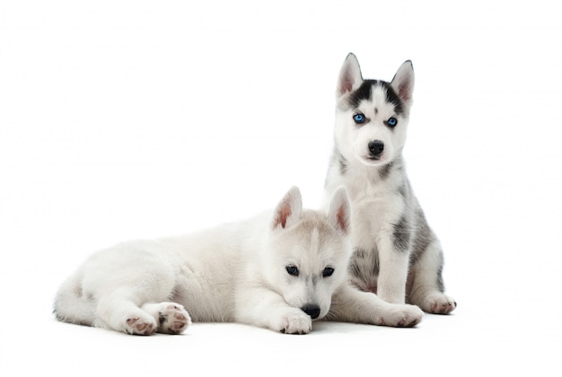 Ritratto di due piccoli cuccioli di cani husky siberiano con gli occhi azzurri, sdraiato, seduto sul pavimento. Piccoli cani divertenti che riposano, rilassati, distogliendo lo sguardo, dopo l'attività. Animali domestici trasportati.