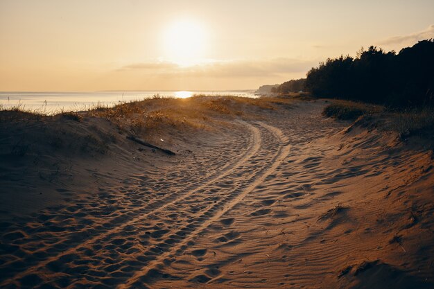 Ritratto di estate all'aperto di tracce di pneumatici sulla spiaggia sabbiosa con cielo, mare e alberi rosati. Spiaggia deserta con quattro tracce di pneumatici per veicoli a motore. Natura, vacanze, mare e viaggi