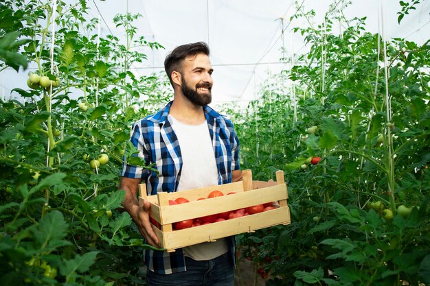 Ritratto di giovane contadino sorridente con verdure di pomodoro appena raccolte e in piedi nel giardino della serra