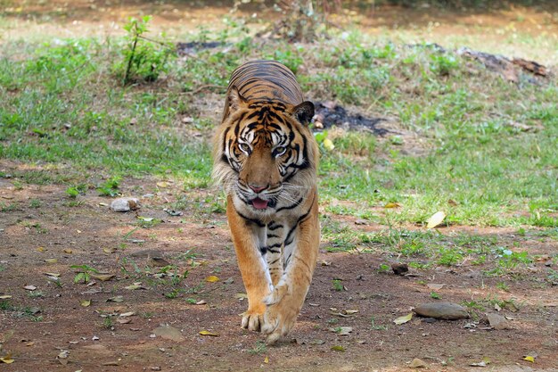 Ritratto di giovane tigre del Bengala Testa del primo piano Tigre del Bengala Maschio del primo piano della tigre del Bengala