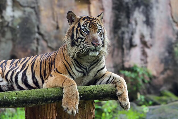 Ritratto di giovane tigre del Bengala