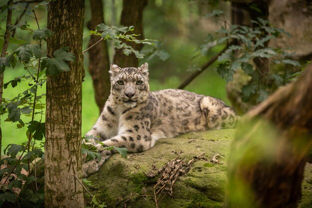 Ritratto di leopardo delle nevi in una luce straordinaria Animale selvatico nell'habitat naturale Gatto selvatico molto raro e unico Irbis Panthera uncia Uncia uncia