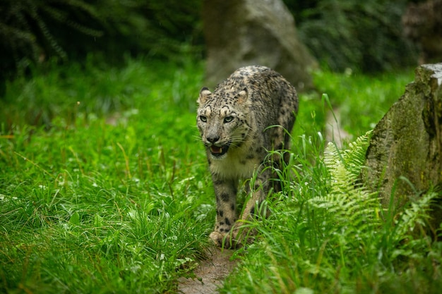 Ritratto di leopardo delle nevi in una luce straordinaria Animale selvatico nell'habitat naturale Gatto selvatico molto raro e unico Irbis Panthera uncia Uncia uncia