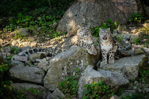 Ritratto di leopardo delle nevi in una luce straordinaria Animale selvatico nell'habitat naturale Gatto selvatico molto raro e unico Irbis Panthera uncia Uncia uncia