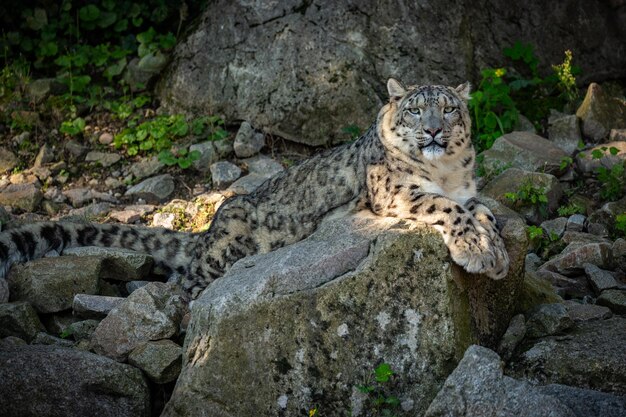 Ritratto di leopardo delle nevi in una luce straordinaria Animale selvatico nell'habitat naturale Gatto selvatico molto raro e unico Irbis Panthera uncia Uncia uncia