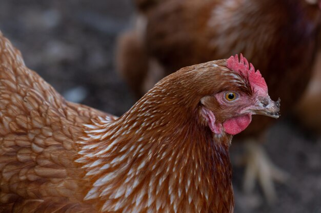 Ritratto di profilo del primo piano di una gallina con il becco danneggiato in una fattoria