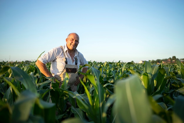 Ritratto di senior laborioso agricoltore agronomo nel campo di mais che controlla i raccolti prima del raccolto