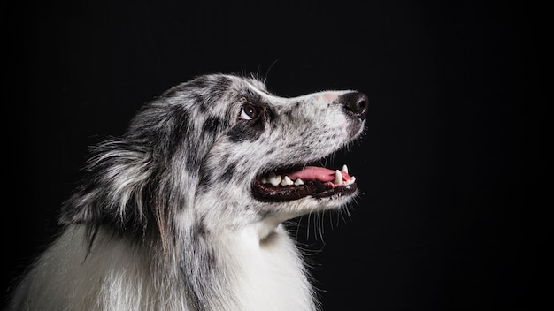 Ritratto di simpatico cane border collie