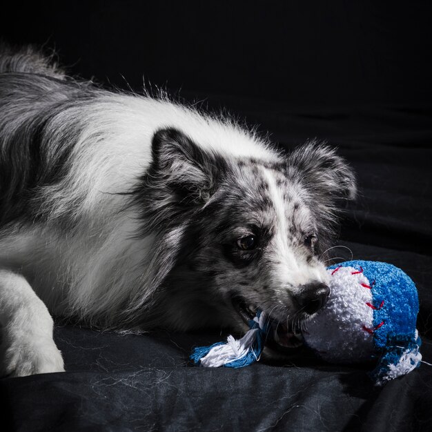 Ritratto di simpatico cane border collie