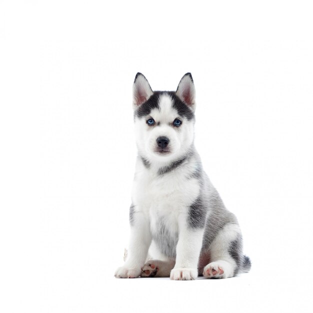 Ritratto di simpatico cane husky siberiano con gli occhi azzurri, pelliccia grigia e nera, seduto sul pavimento. Cucciolo divertente come il lupo. Isolato su bianco Vero amico animale.