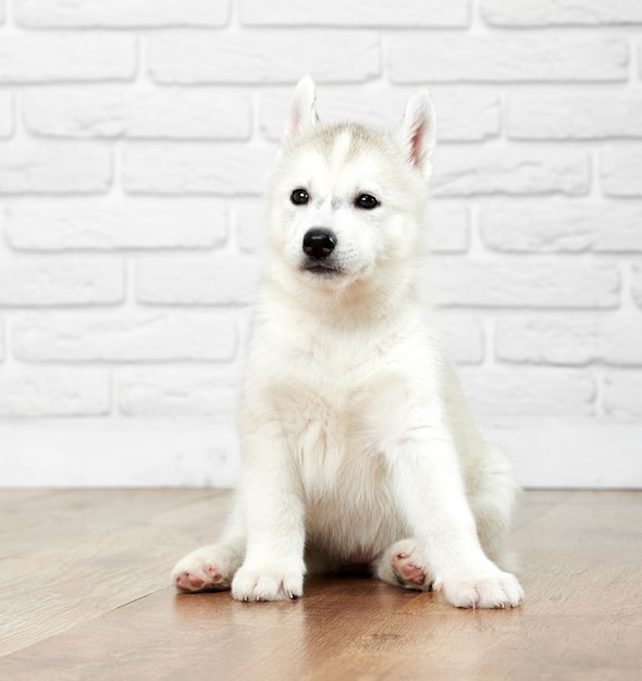 Ritratto di simpatico e simpatico cane husky siberiano con occhi neri, pelliccia grigia e bianca, seduto sul pavimento e guardando lontano. Cucciolo divertente come il lupo, i migliori amici delle persone.