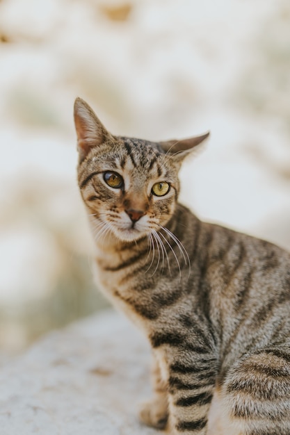 Ritratto di un adorabile adorabile gatto domestico con bellissimi occhi