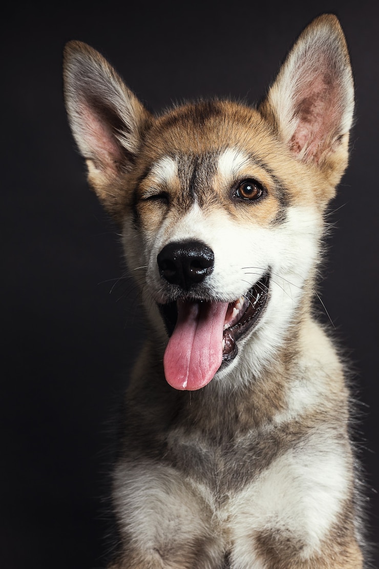 Foto gratuito ritratto di un adorabile cucciolo husky sulla scena nera