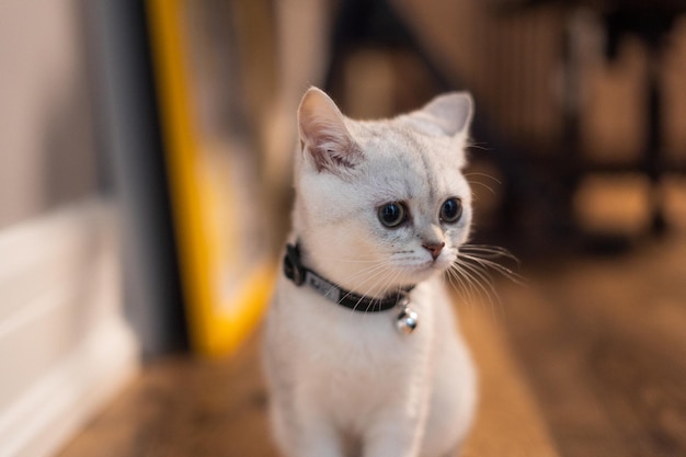 Ritratto di un adorabile gattino bianco domestico sul pavimento con uno sfondo sfocato