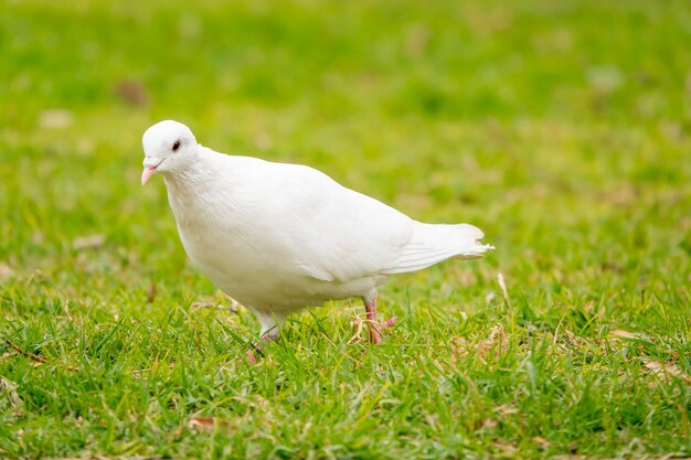 Ritratto di un adorabile piccione bianco nel campo verde