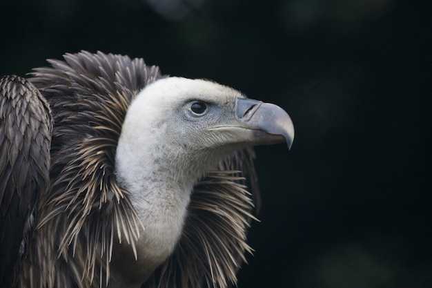 Ritratto di un avvoltoio grifone, un uccello da preda