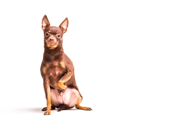 Ritratto di un cane di giocattolo russo marrone che esamina macchina fotografica che si siede sul contesto bianco