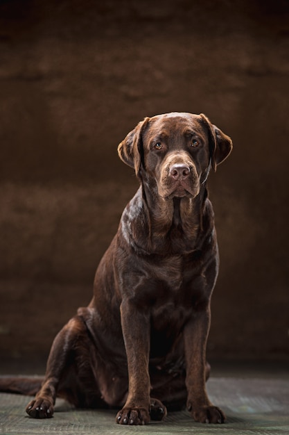 Ritratto di un cane Labrador nero preso su uno sfondo scuro.