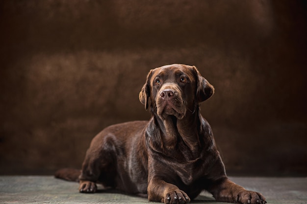 Ritratto di un cane Labrador nero preso su uno sfondo scuro.