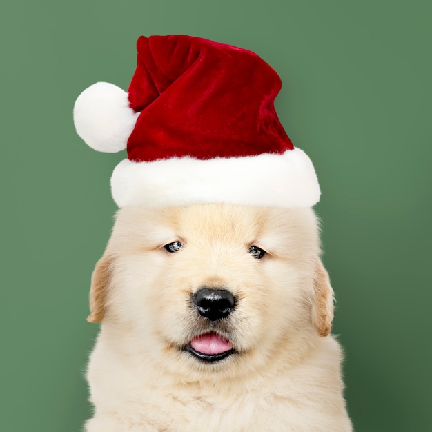 Ritratto di un cucciolo di golden retriever che indossa un cappello di Babbo Natale