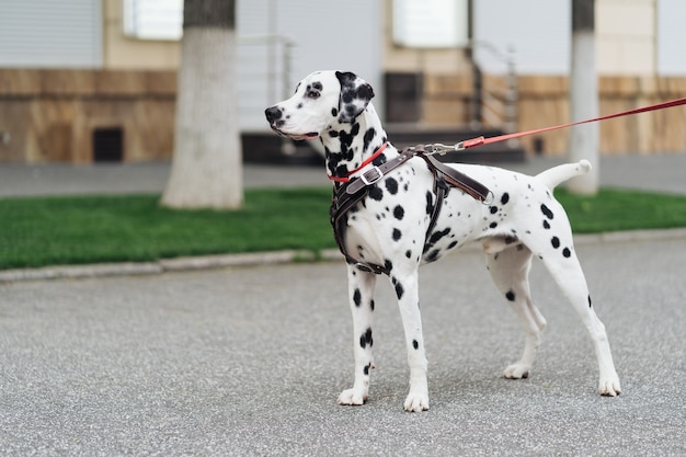 Ritratto di un giovane cane dalmata su una strada cittadina, un bellissimo cane bianco punteggiato cammina, copia spazio