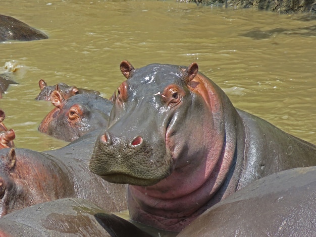 Ritratto di un ippopotamo che riposa nell'acqua, Parco Nazionale del Serengeti in Tanzania