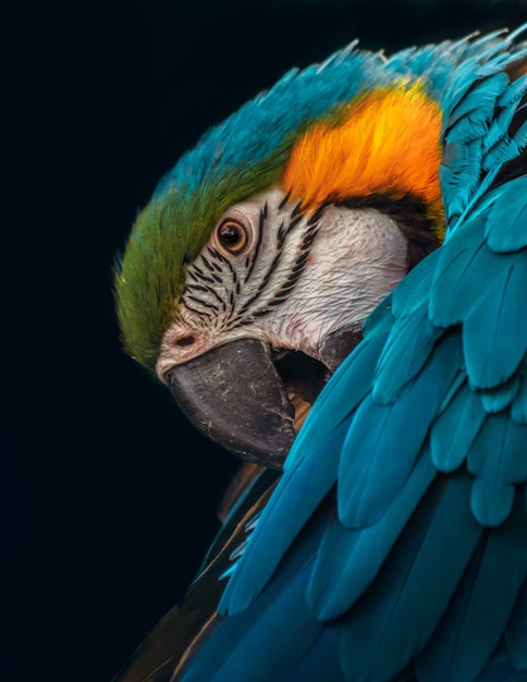 Ritratto di un macaw isolato su una superficie nera