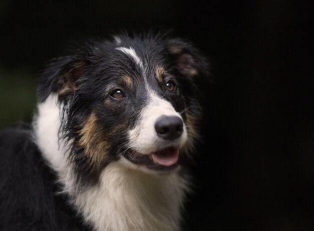 Ritratto di un simpatico Border Collie cane di razza sul nero